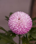 菊花高清特写
