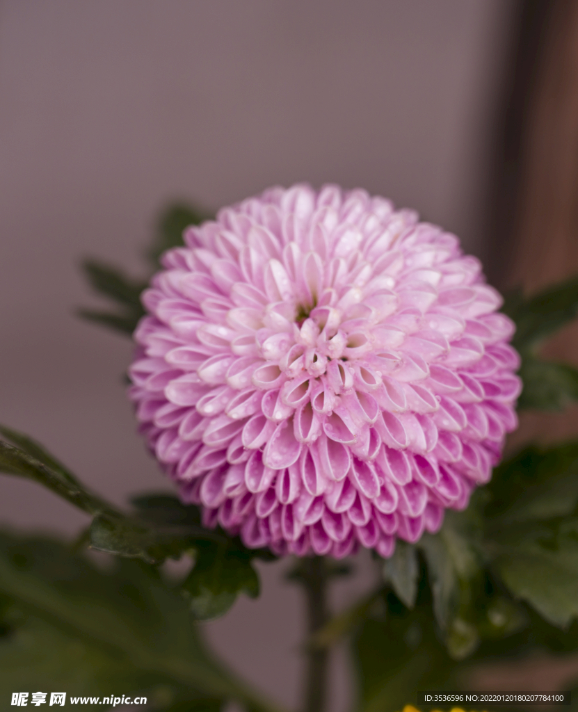 菊花高清特写