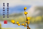 蜡梅