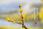 蜡梅高清大图