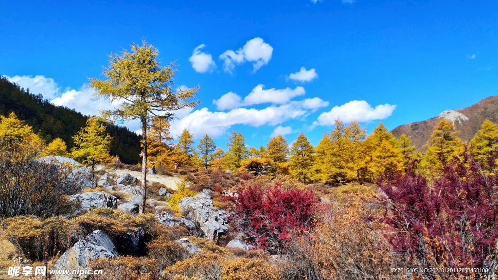 稻城金秋 秋色 自然景观