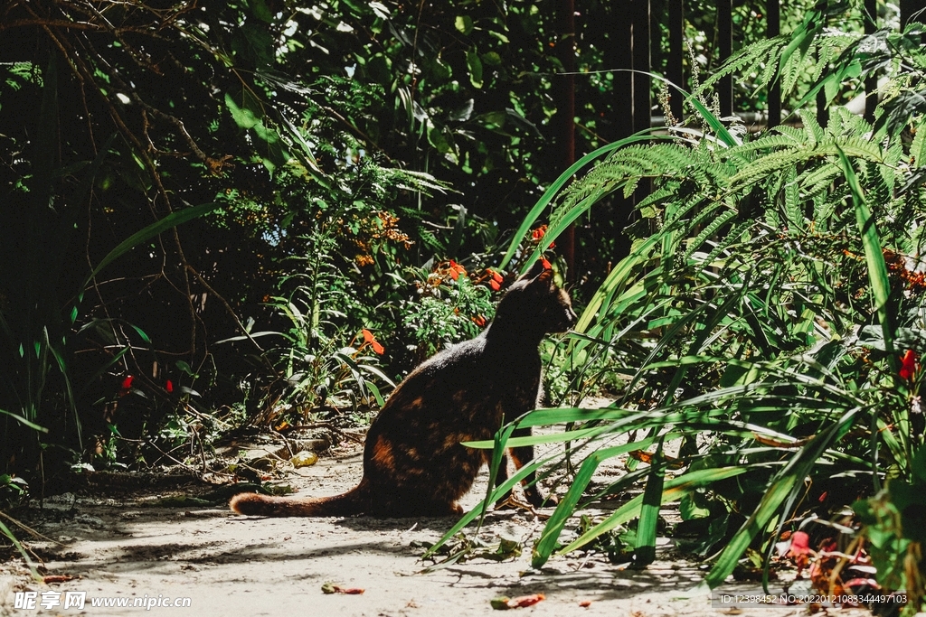 流浪猫