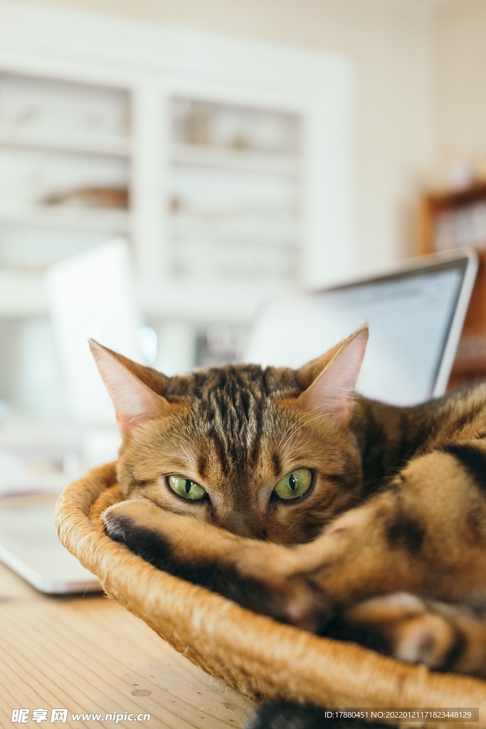 猫
