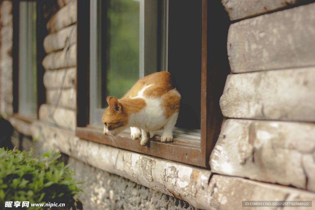 猫