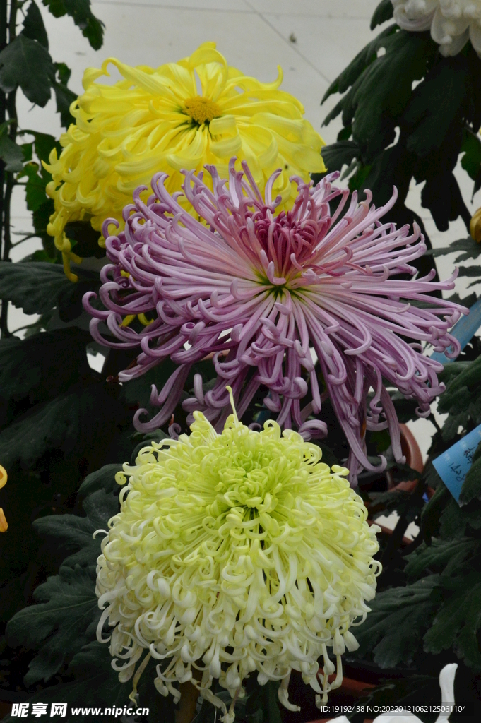菊花 