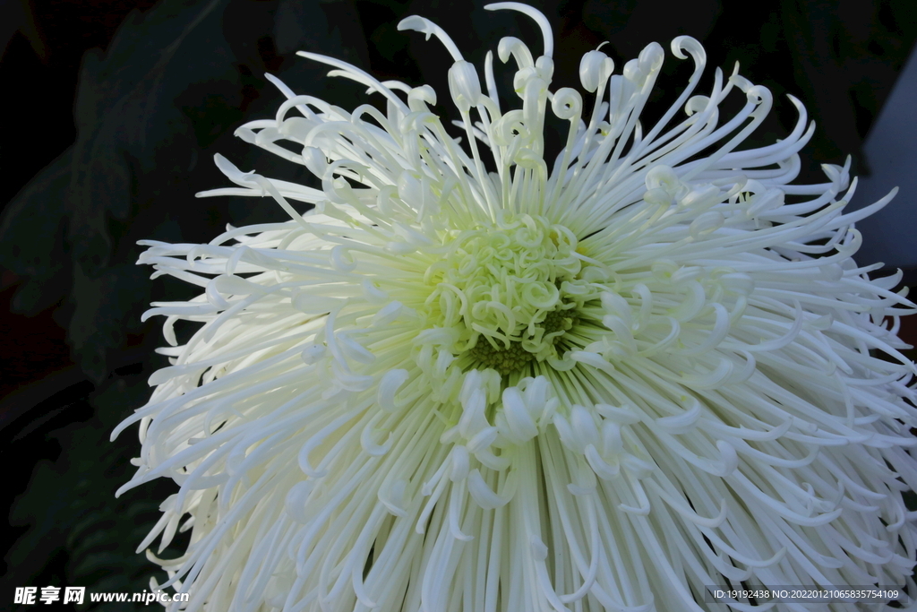 菊花
