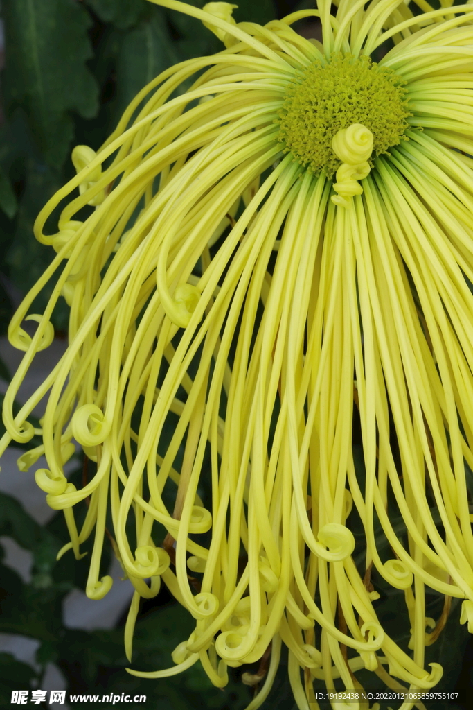 菊花 