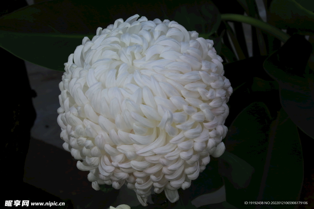 菊花 