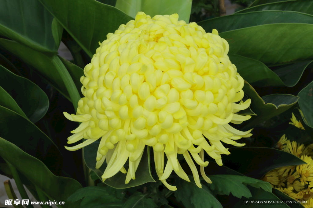 菊花 