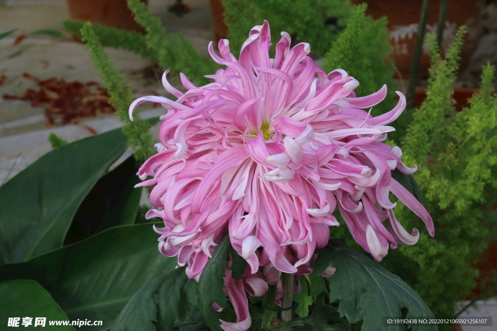 菊花