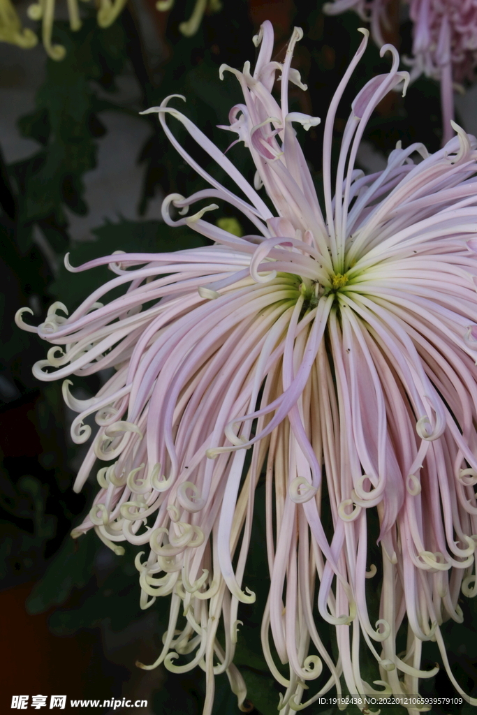 菊花 