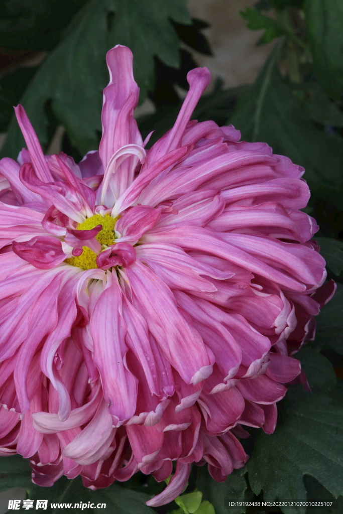 菊花 