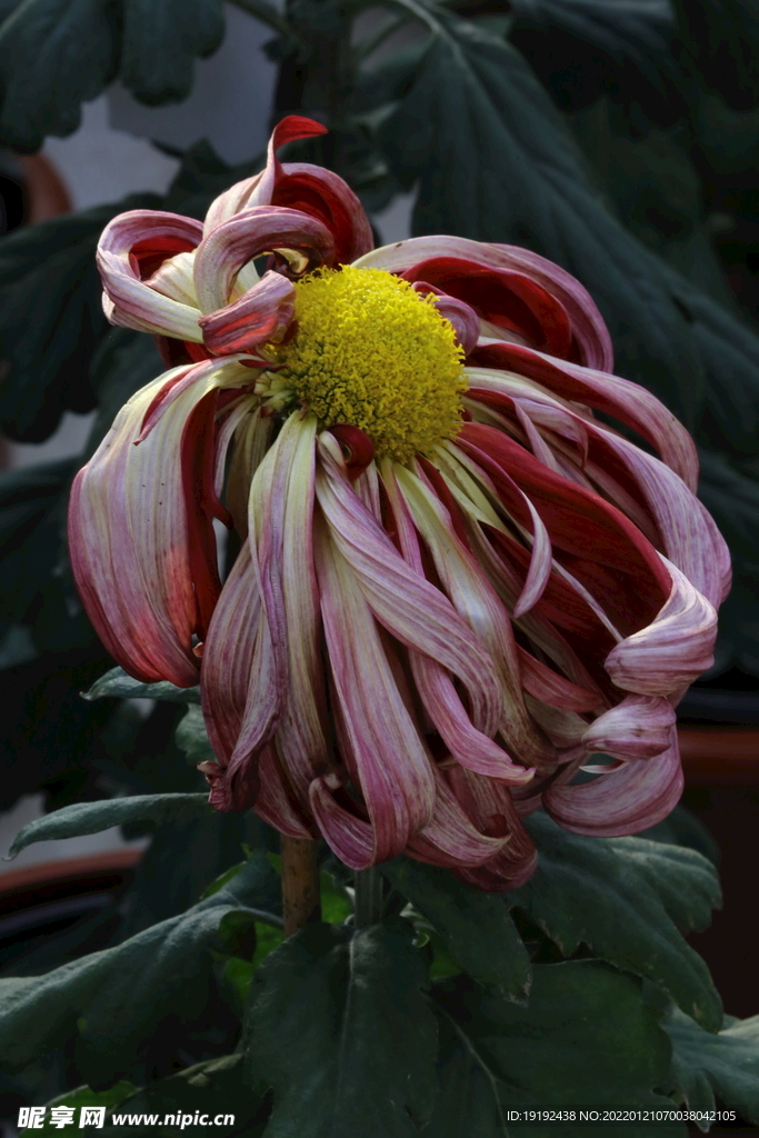 菊花 