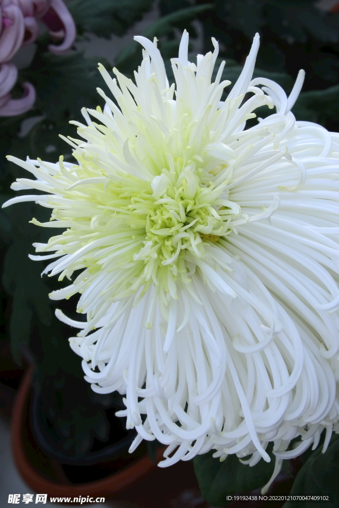 菊花