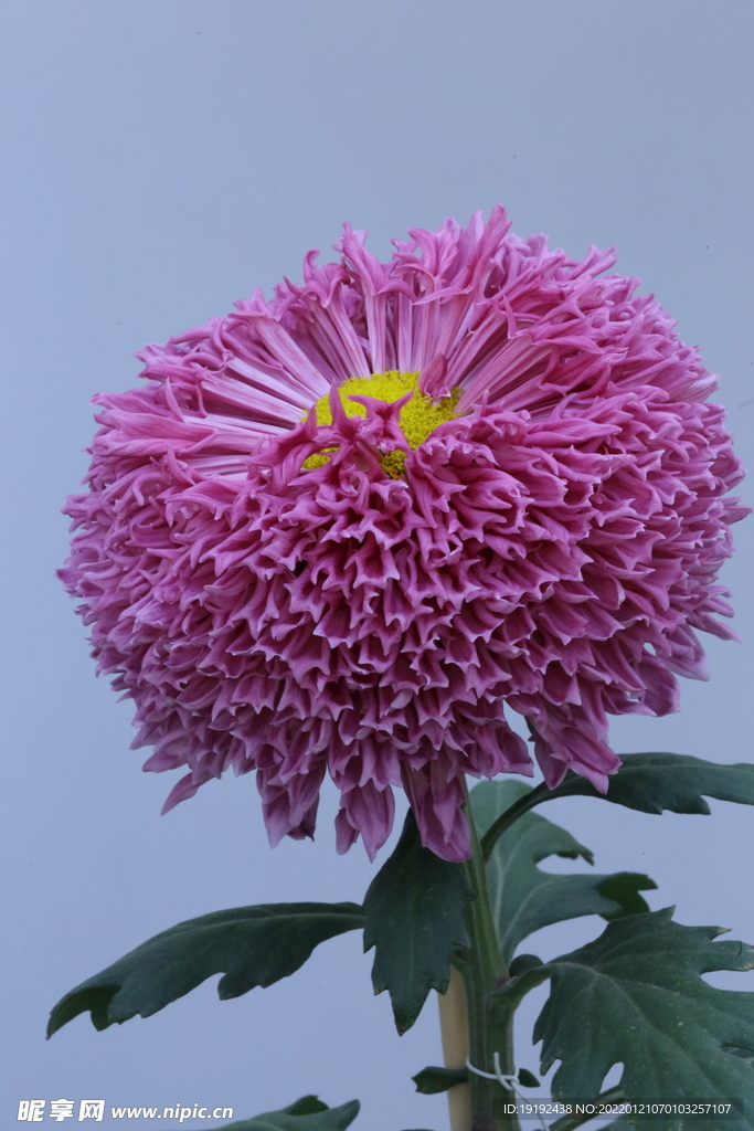 菊花 
