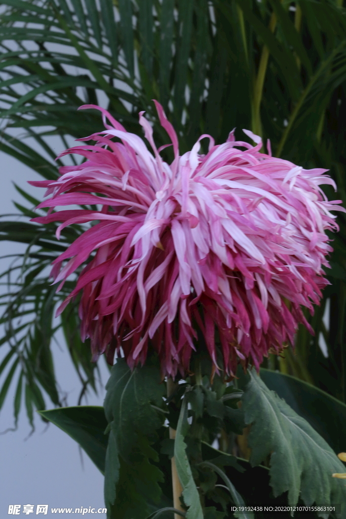 菊花 