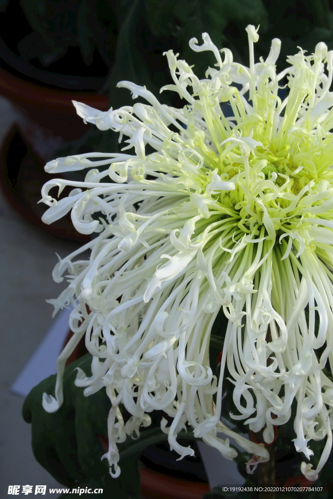 菊花 