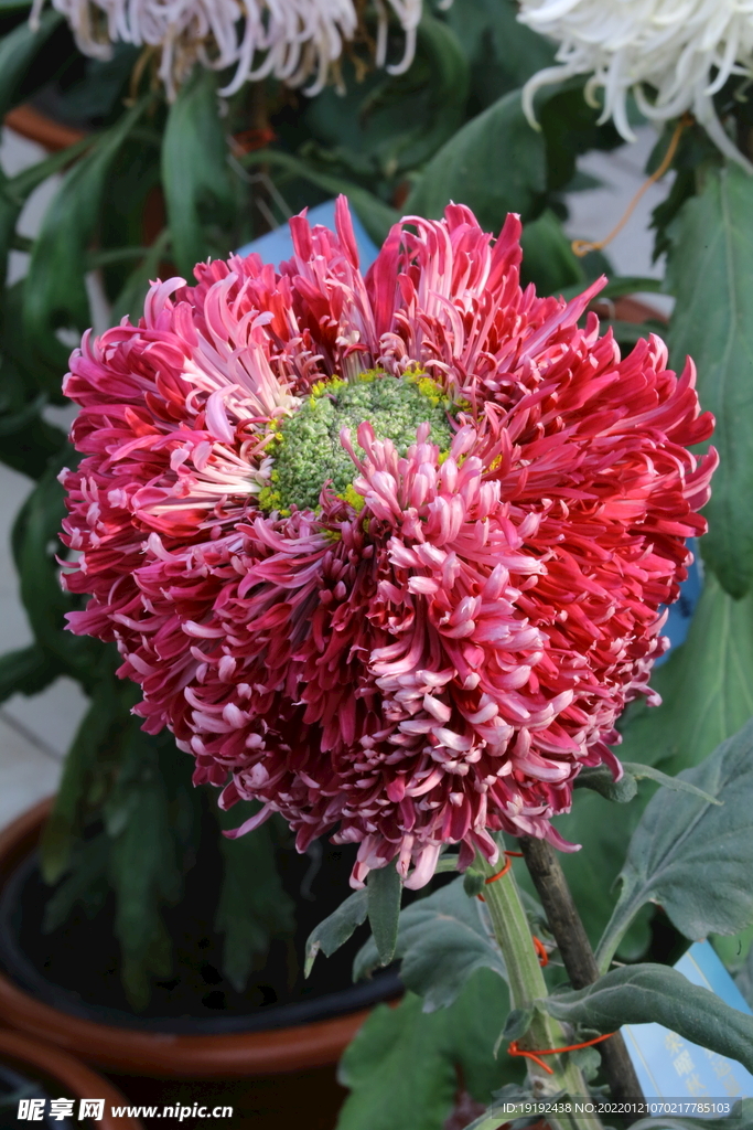 菊花 