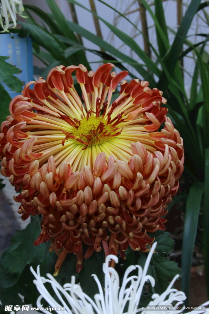 菊花 