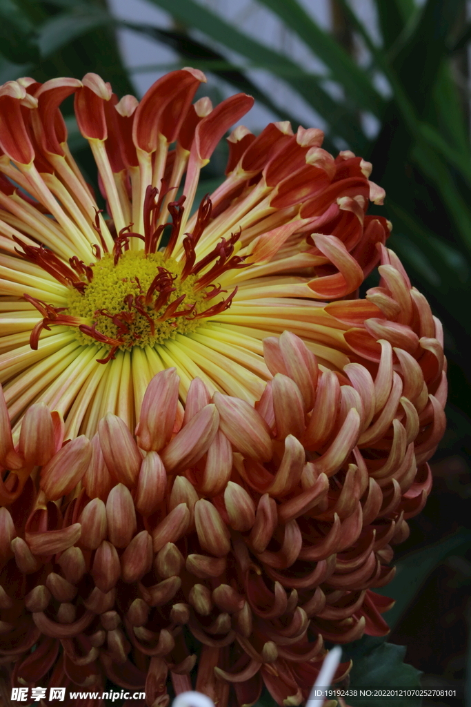 菊花