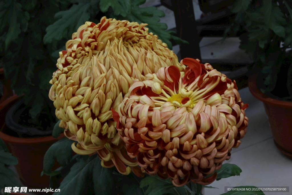菊花 
