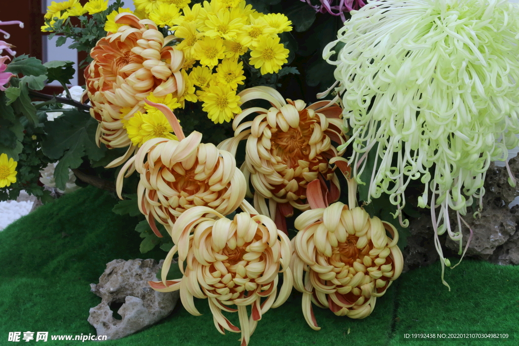 菊花