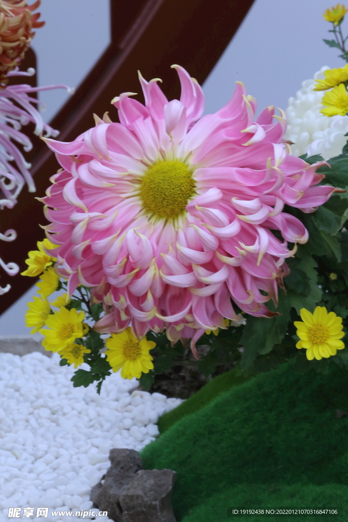 菊花 
