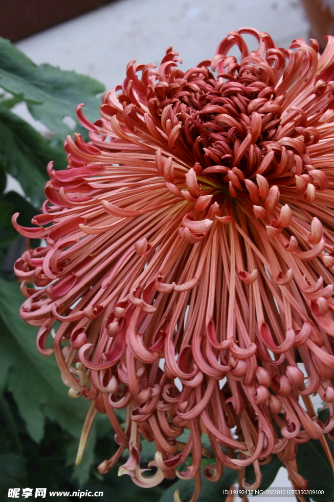 菊花 