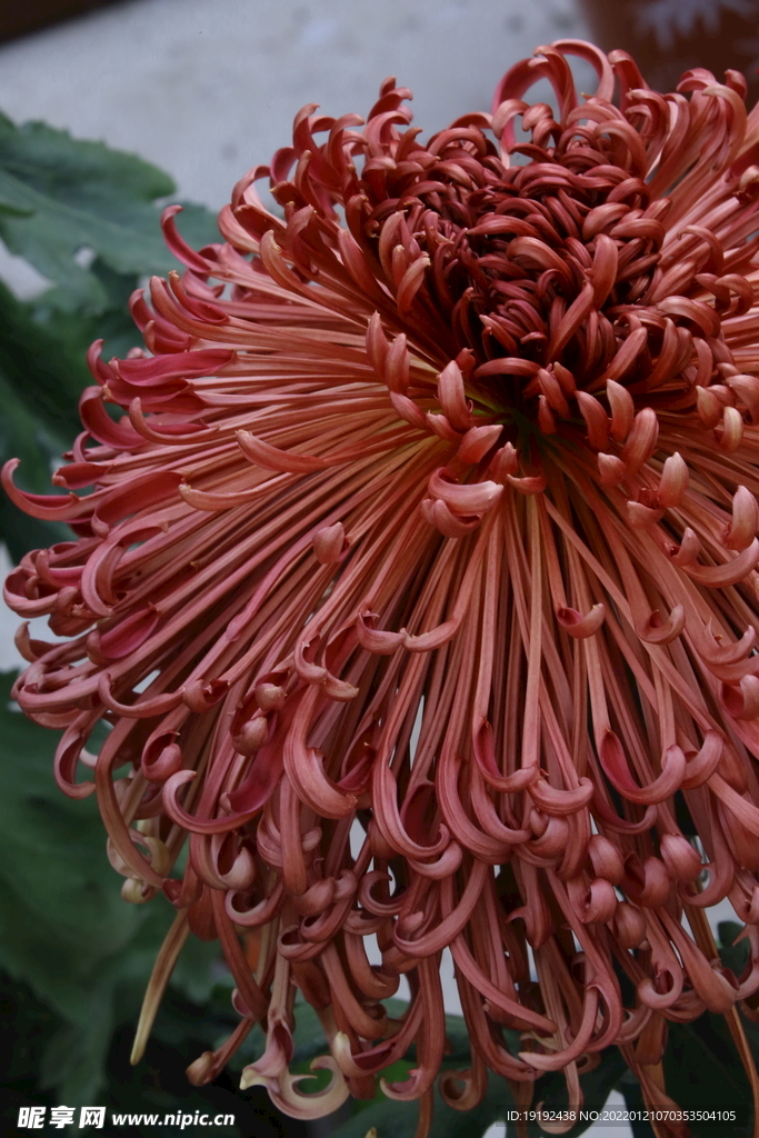 菊花