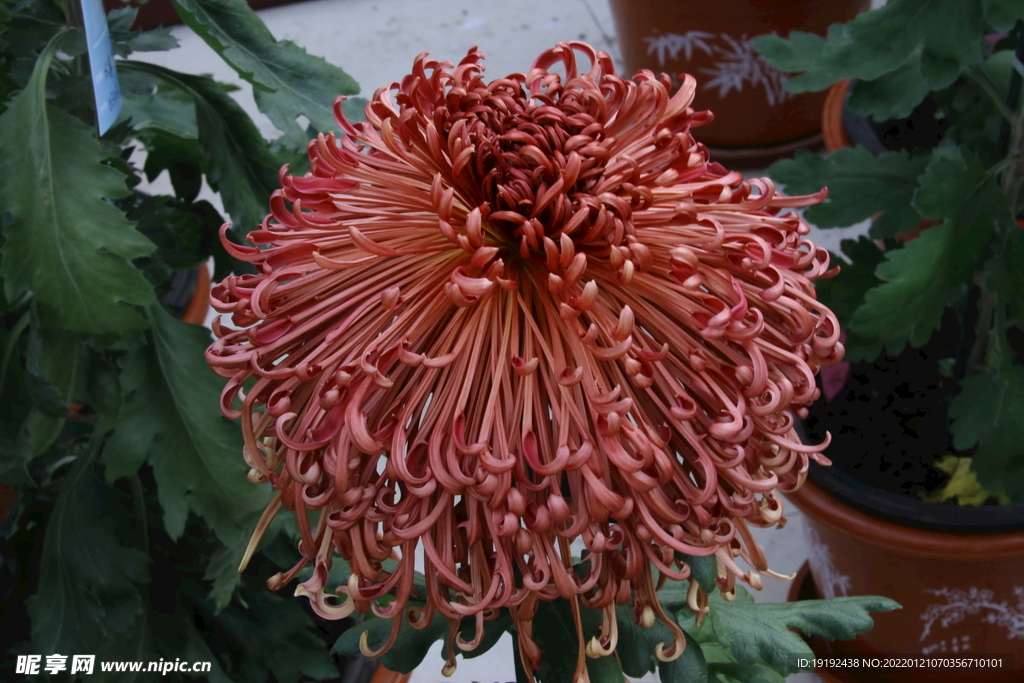 菊花 