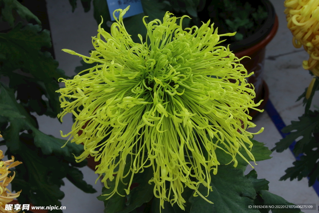 菊花 