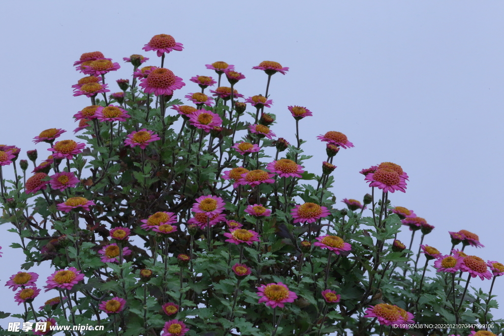 菊花 