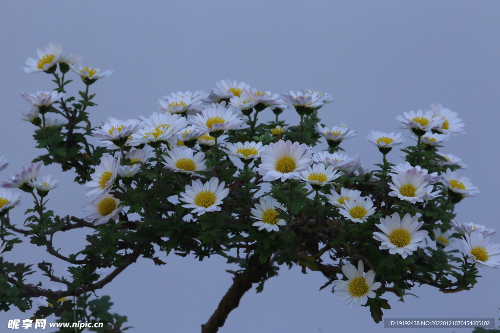 菊花 