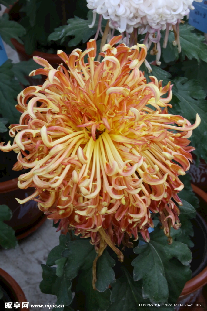 菊花 