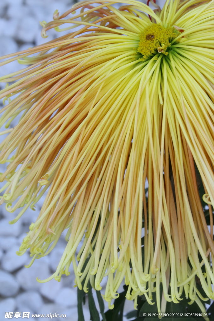 菊花 