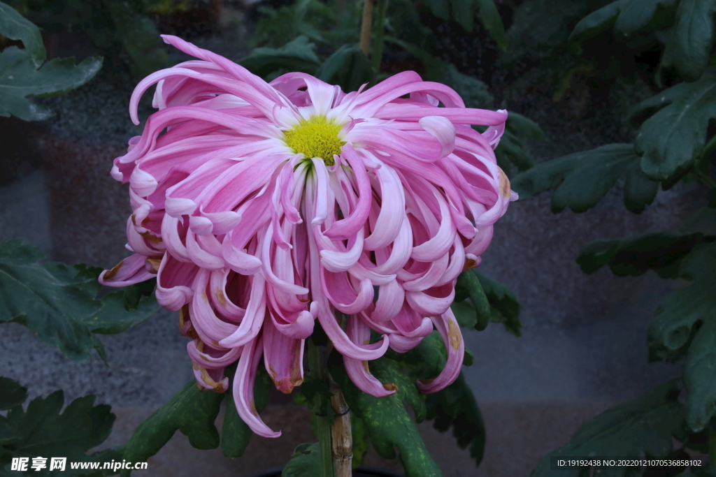 菊花 