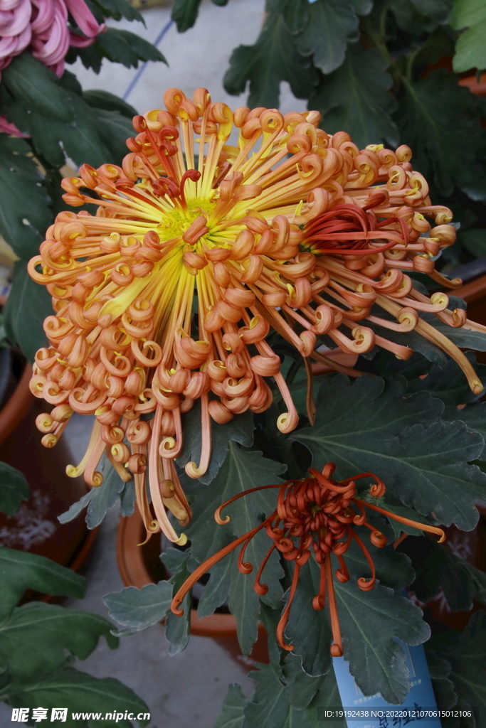 菊花 