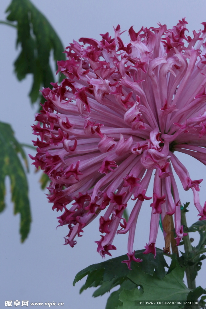菊花 