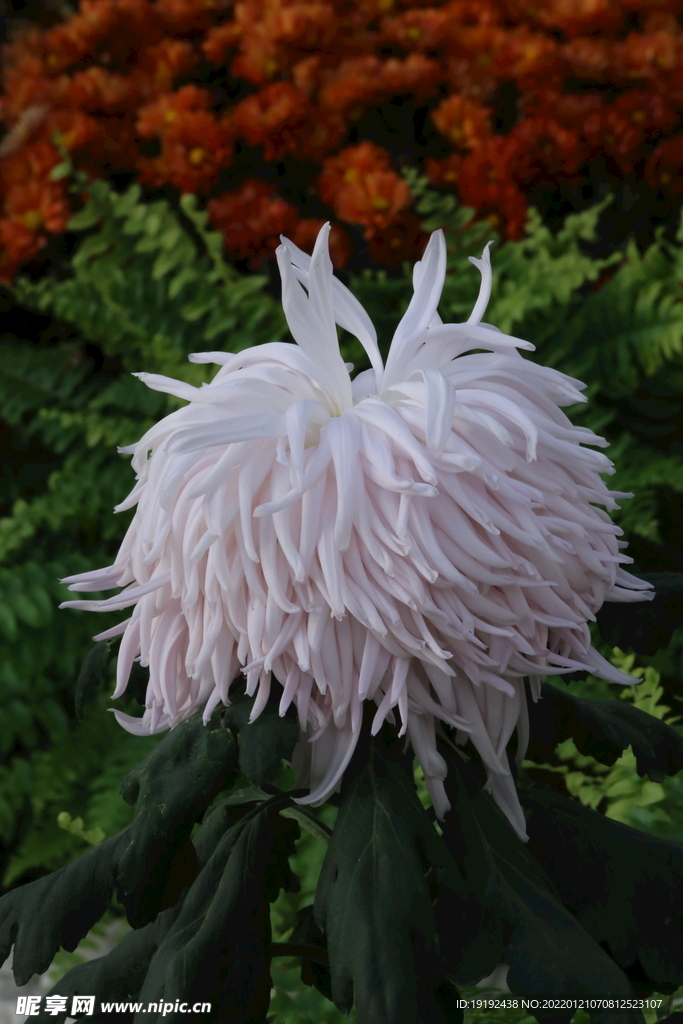菊花 