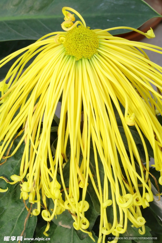 菊花 
