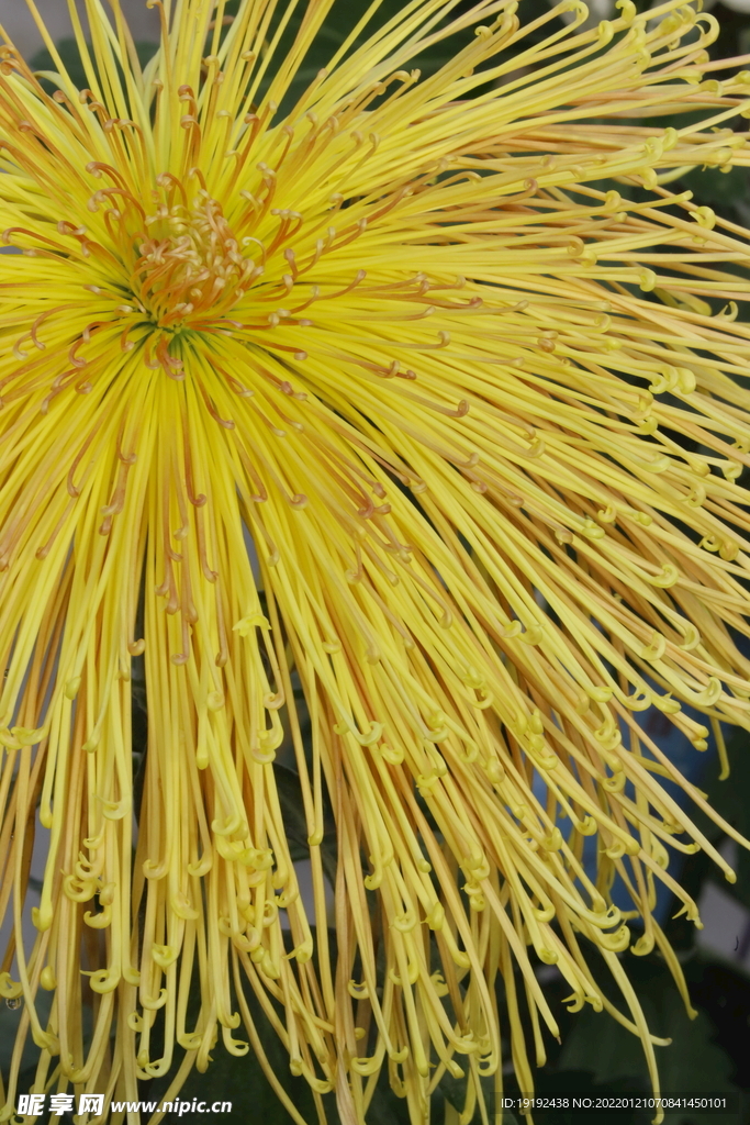 菊花 