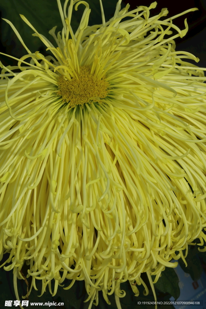 菊花 