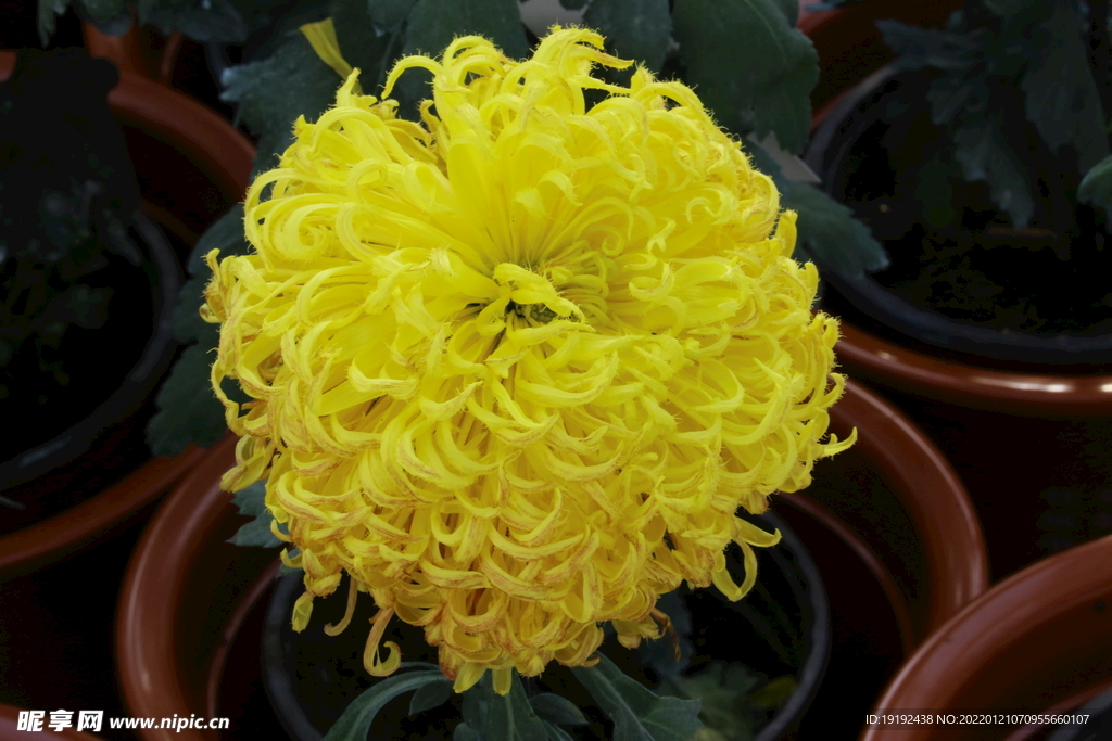 菊花 