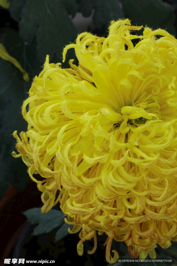 菊花 