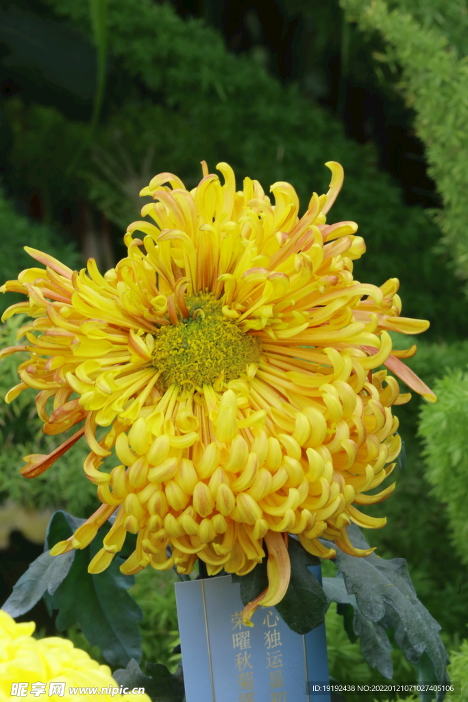 菊花 