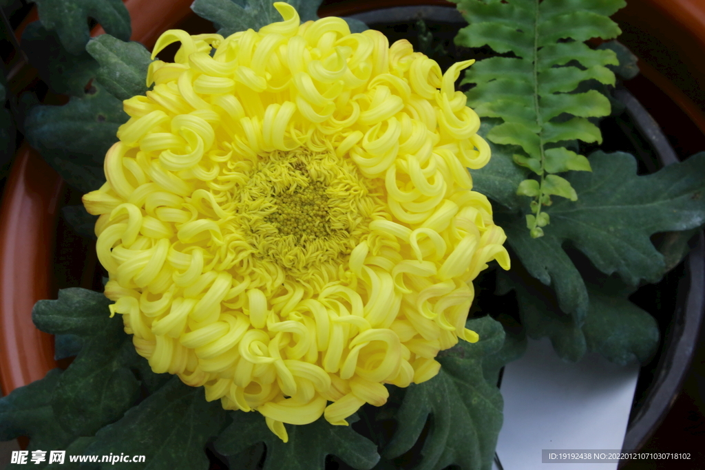 菊花