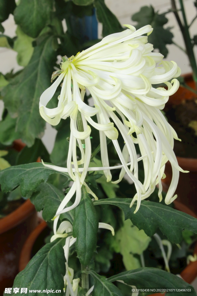菊花
