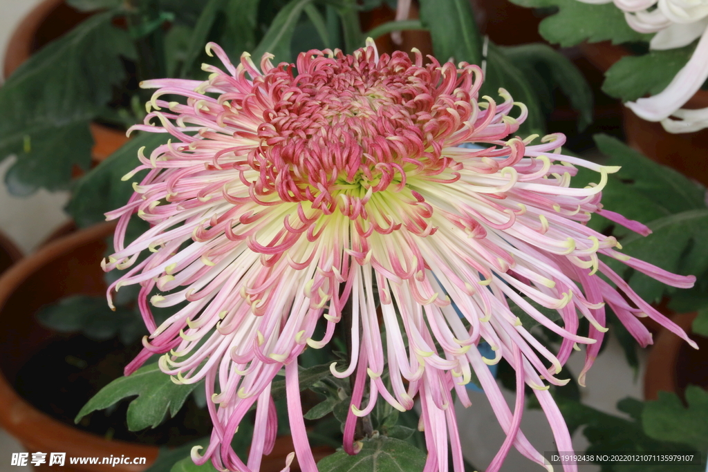 菊花
