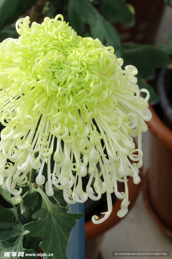菊花 