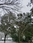 树